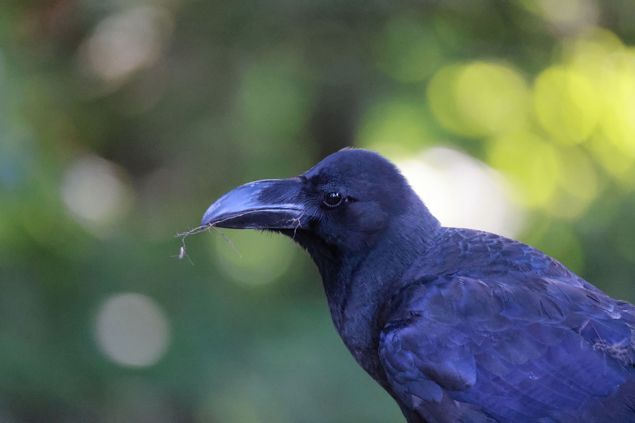 北海道大学 ハシブトガラスの写真 by will 73