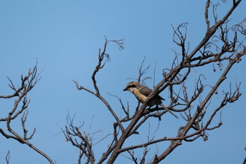 Sat, 7/22/2023 Birding report at 北海道大学