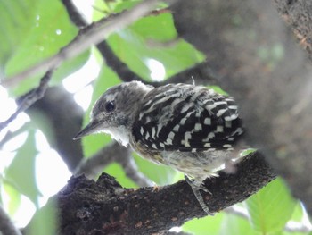 2023年7月22日(土) 京都御苑の野鳥観察記録