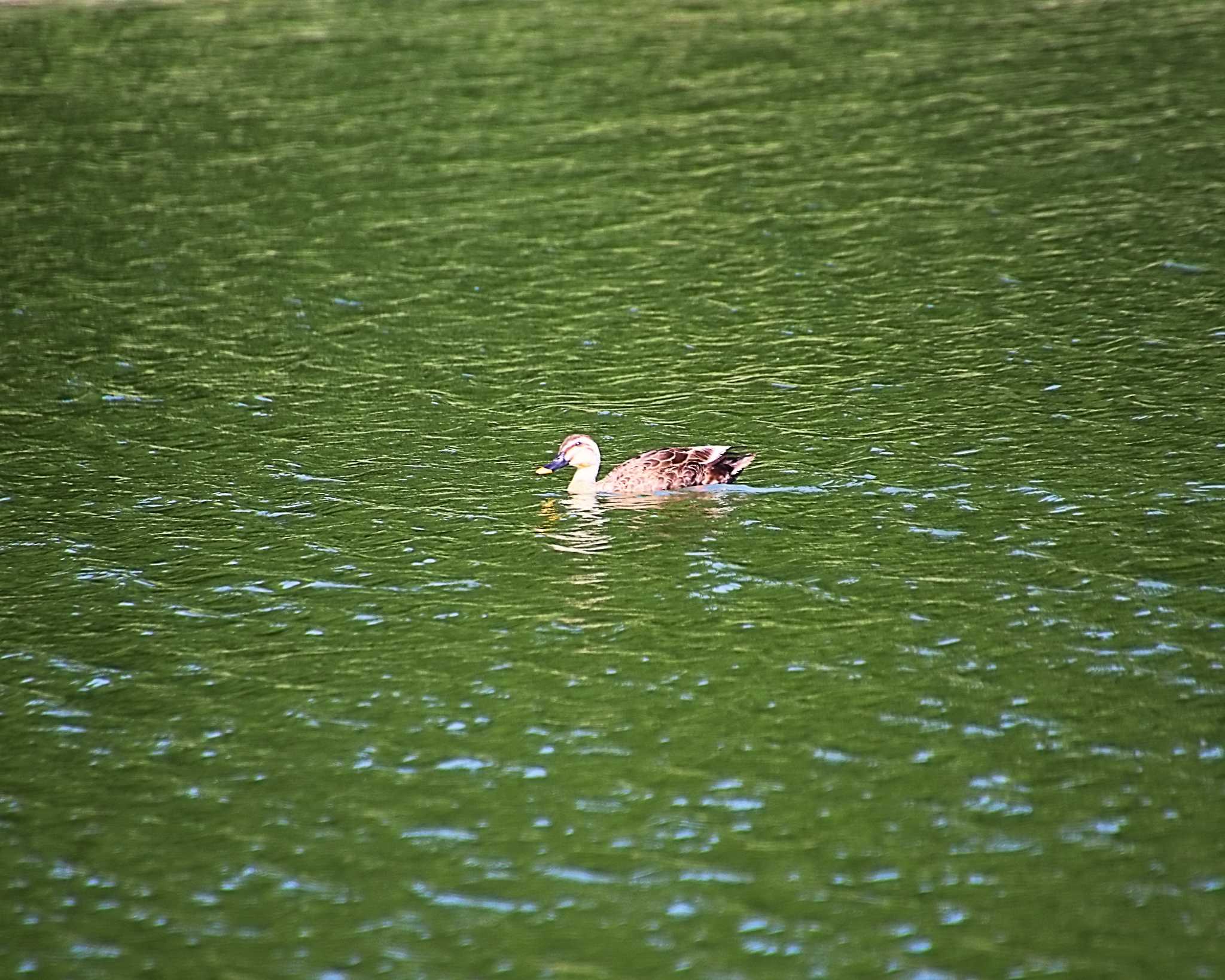 Eastern Spot-billed Duck