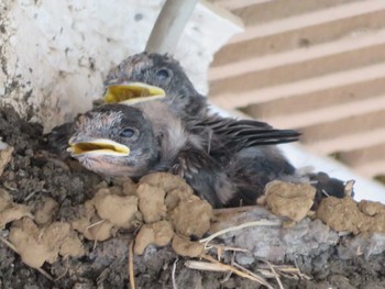 Barn Swallow Unknown Spots Sat, 7/22/2023