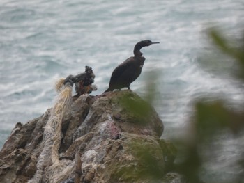 2021年12月25日(土) 山口県萩市の野鳥観察記録