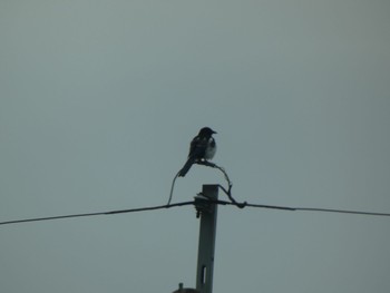 Eurasian Magpie 福岡県糸島市 Wed, 12/29/2021