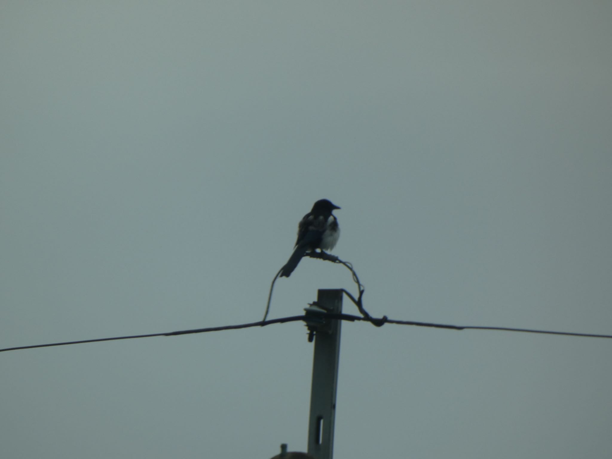 Photo of Eurasian Magpie at 福岡県糸島市 by 頭黒鴎