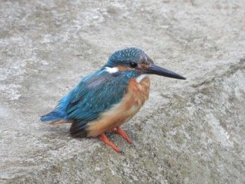 Common Kingfisher 湯殿川 Sat, 7/22/2023