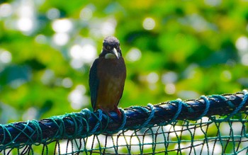 2023年7月22日(土) 千里南公園の野鳥観察記録