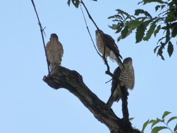 Japanese Sparrowhawk 柏市 Sat, 7/22/2023