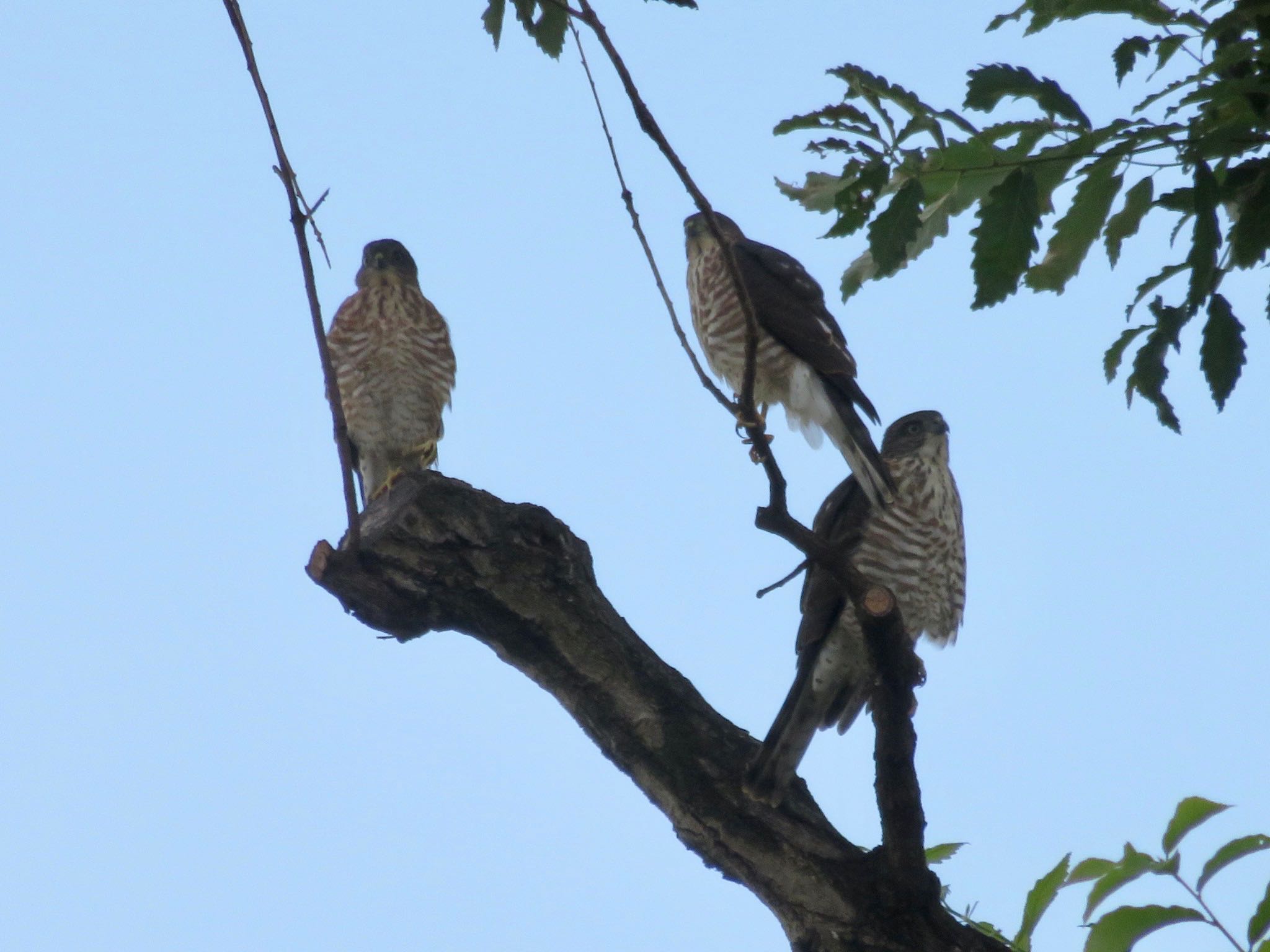 Photo of Japanese Sparrowhawk at 柏市 by WATARAI