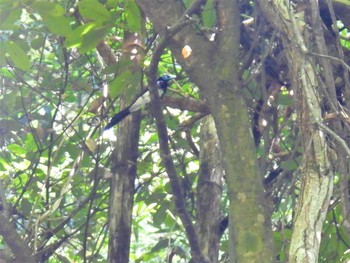 2023年7月22日(土) 陣馬山の野鳥観察記録