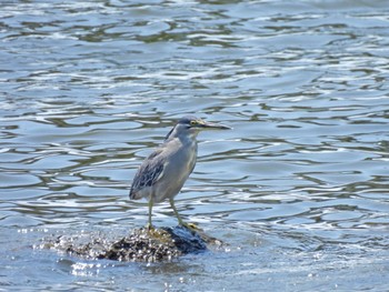 2023年7月22日(土) 東京港野鳥公園の野鳥観察記録