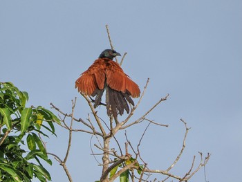 Greater Coucal Kaeng Krachan National Park Fri, 6/30/2023