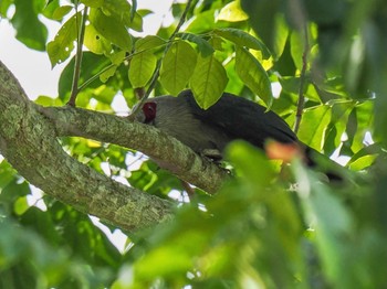 Green-billed Malkoha Kaeng Krachan National Park Fri, 6/30/2023