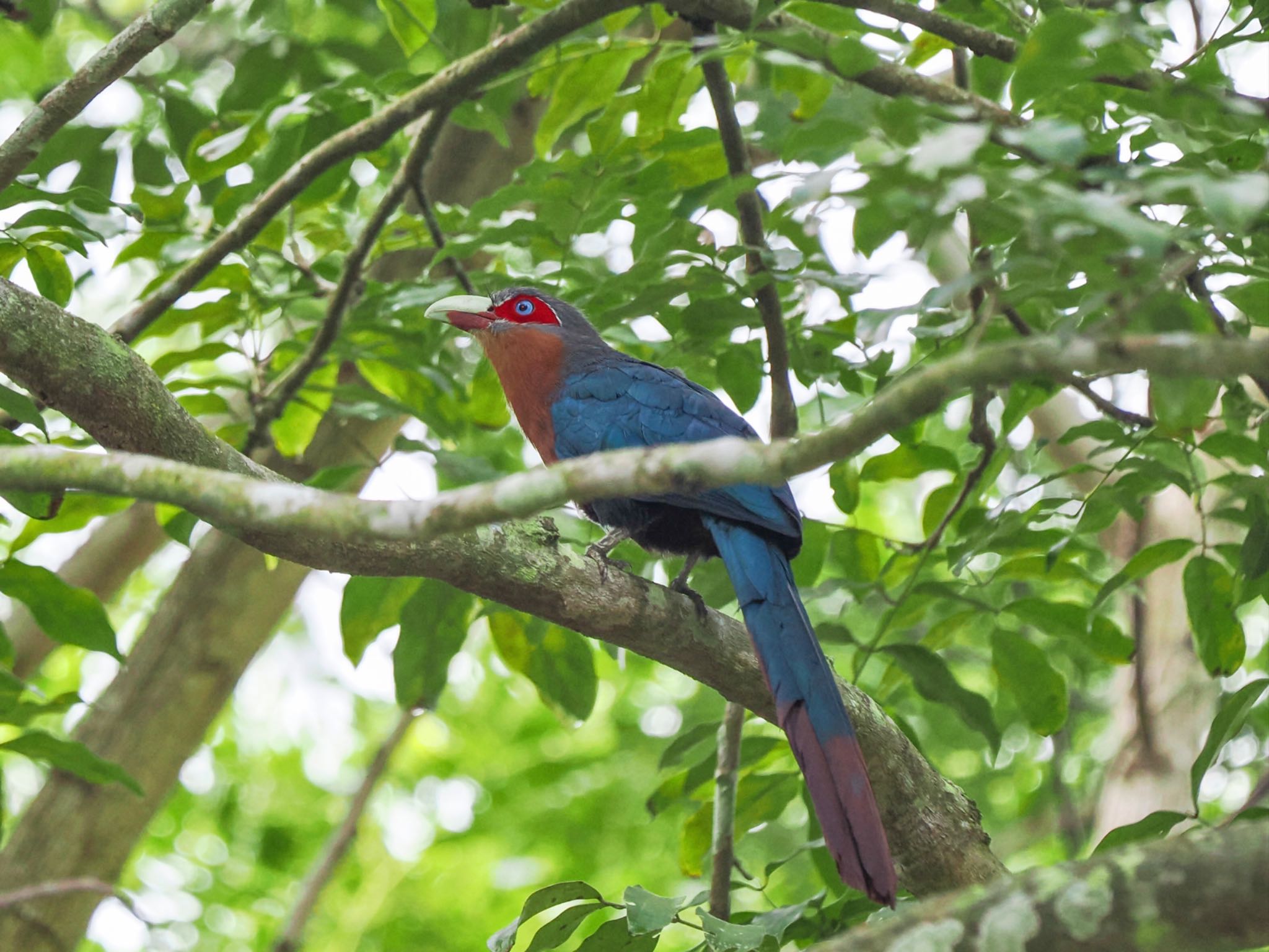 Chestnut-breasted Malkoha