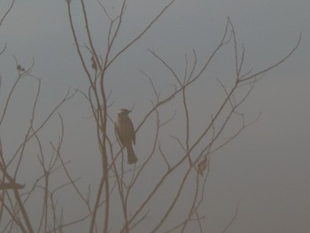 Light-vented Bulbul 響灘ビオトープ Sun, 12/5/2021