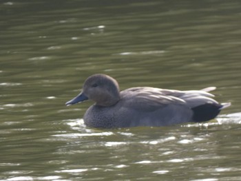 Gadwall 響灘ビオトープ Sun, 12/5/2021