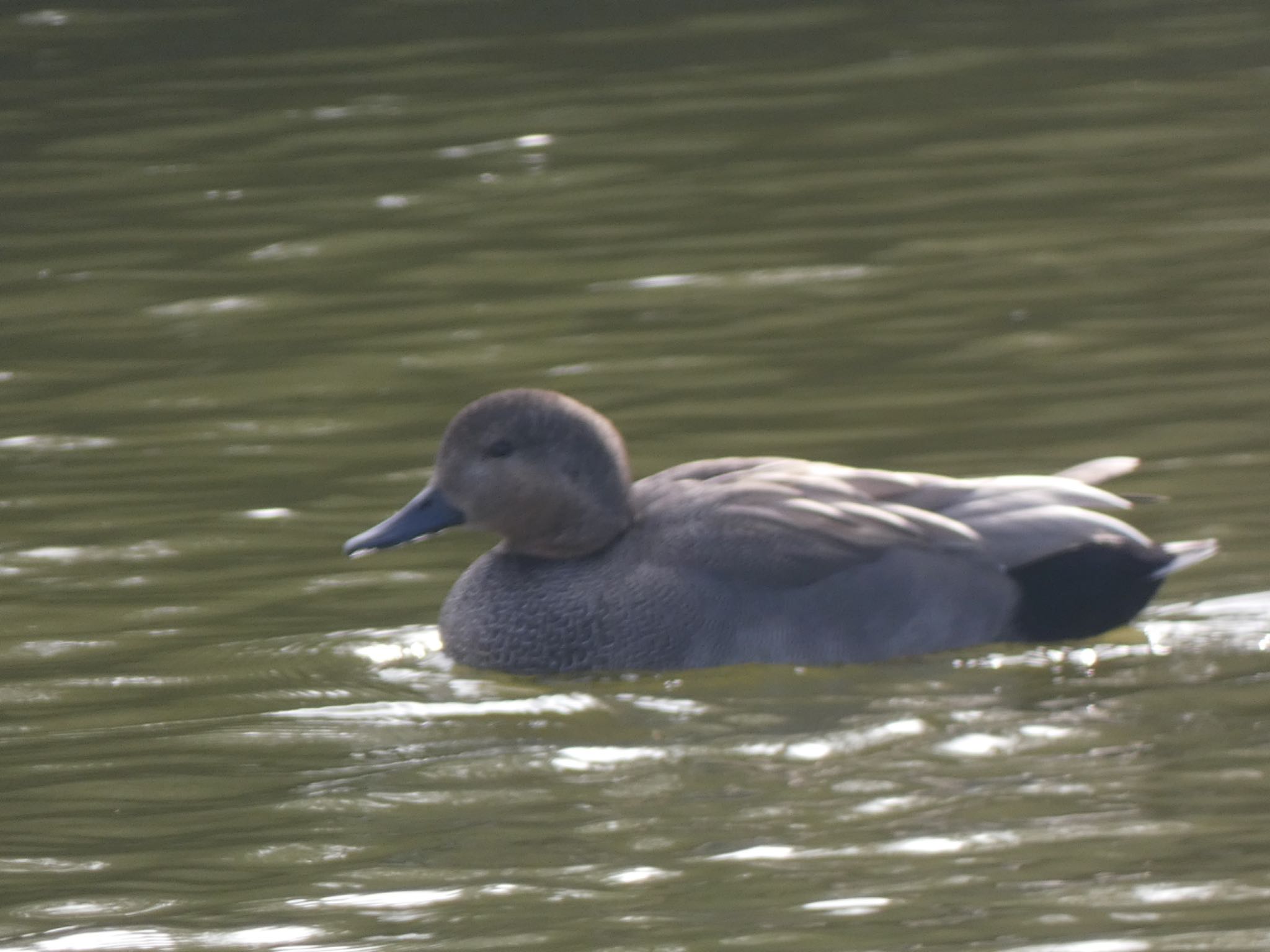 Gadwall