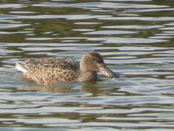 Sun, 12/5/2021 Birding report at 響灘ビオトープ