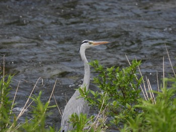 Grey Heron 大潟草原 Mon, 5/23/2022