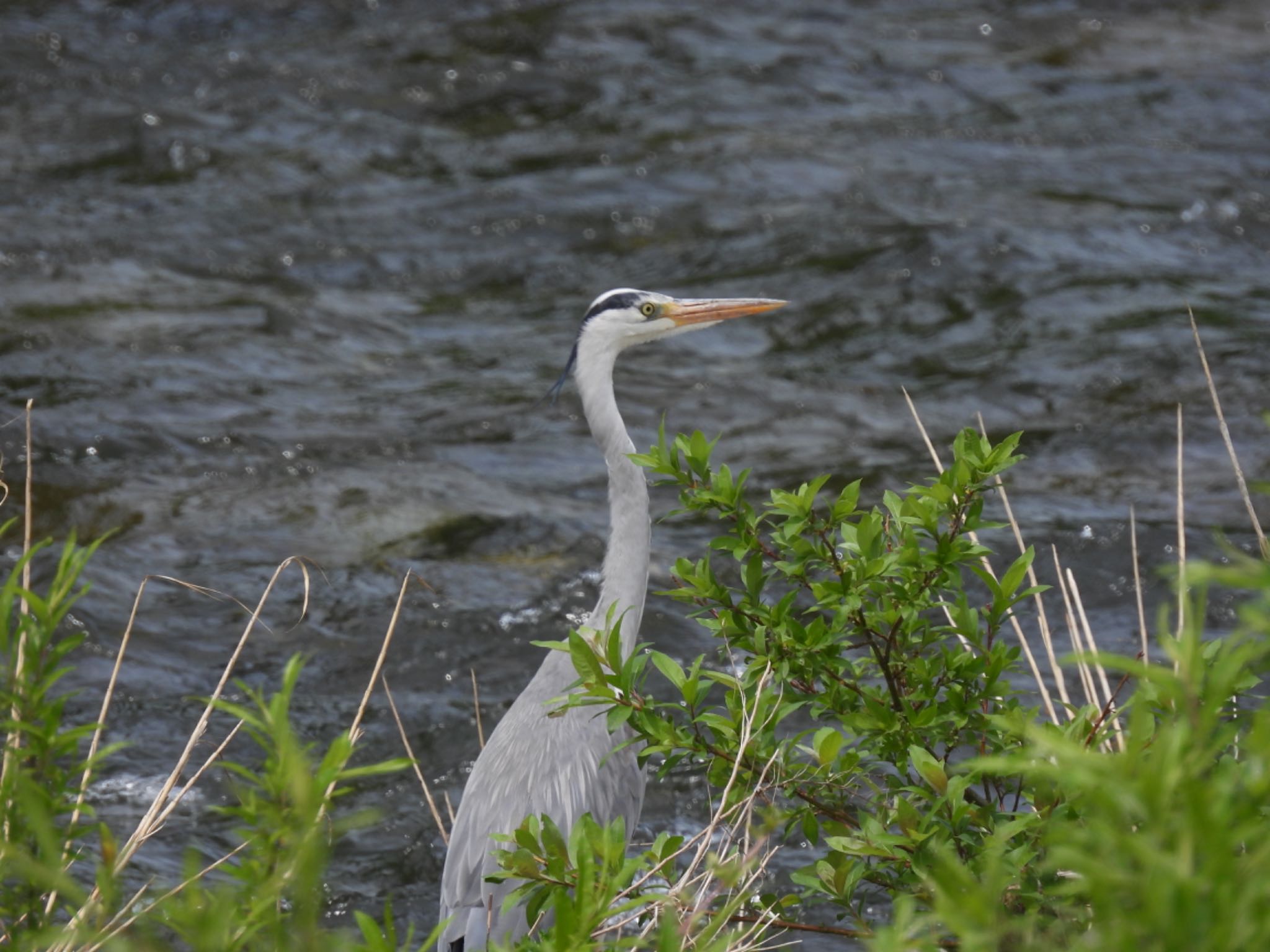 Photo of Grey Heron at 大潟草原 by unko