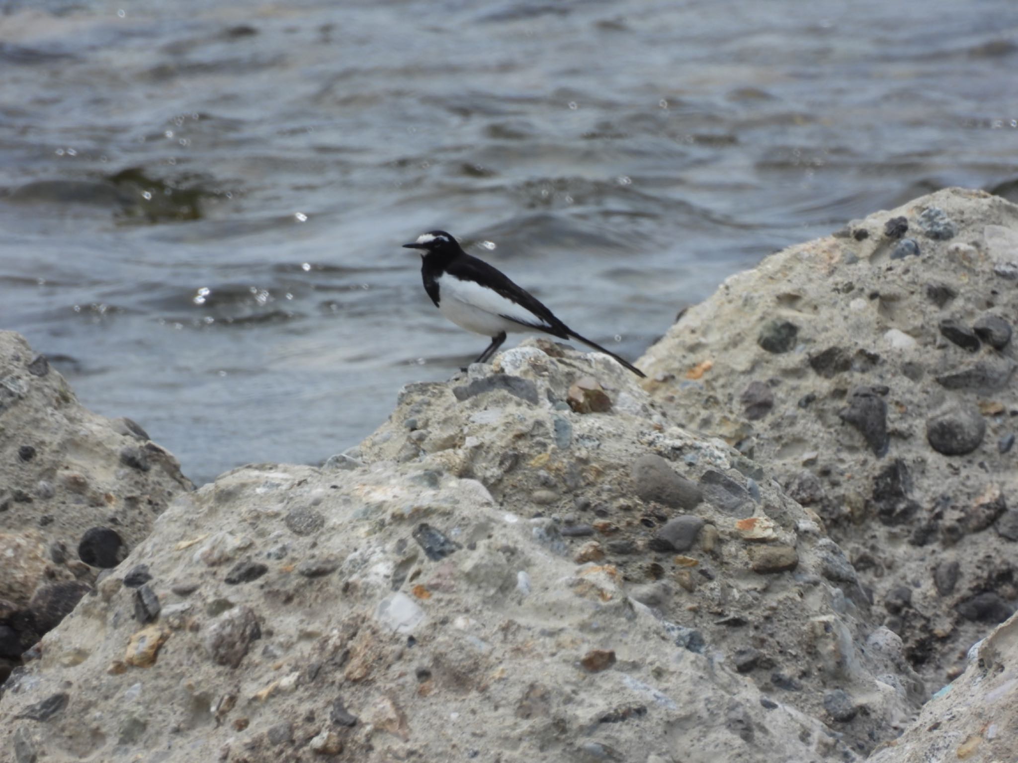 Photo of Japanese Wagtail at 大潟草原 by unko