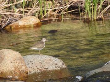 Common Sandpiper 大潟草原 Mon, 5/23/2022