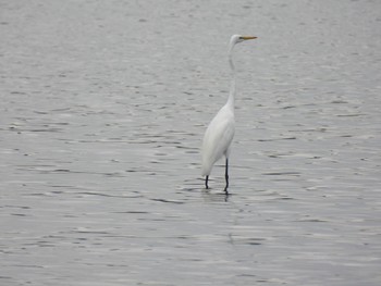 Great Egret 大潟草原 Wed, 8/24/2022