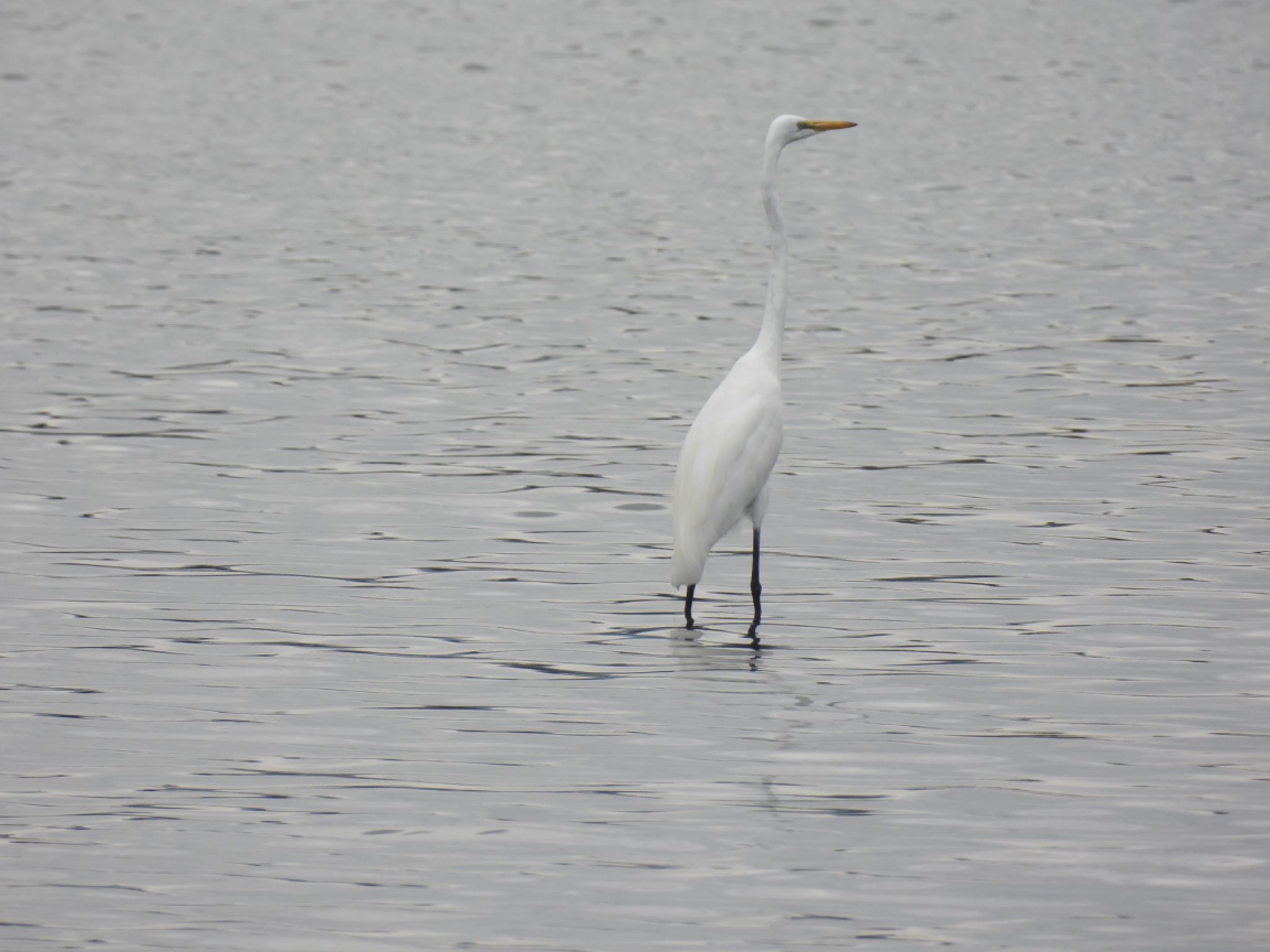 Great Egret