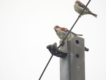 Russet Sparrow 大潟草原 Wed, 8/24/2022