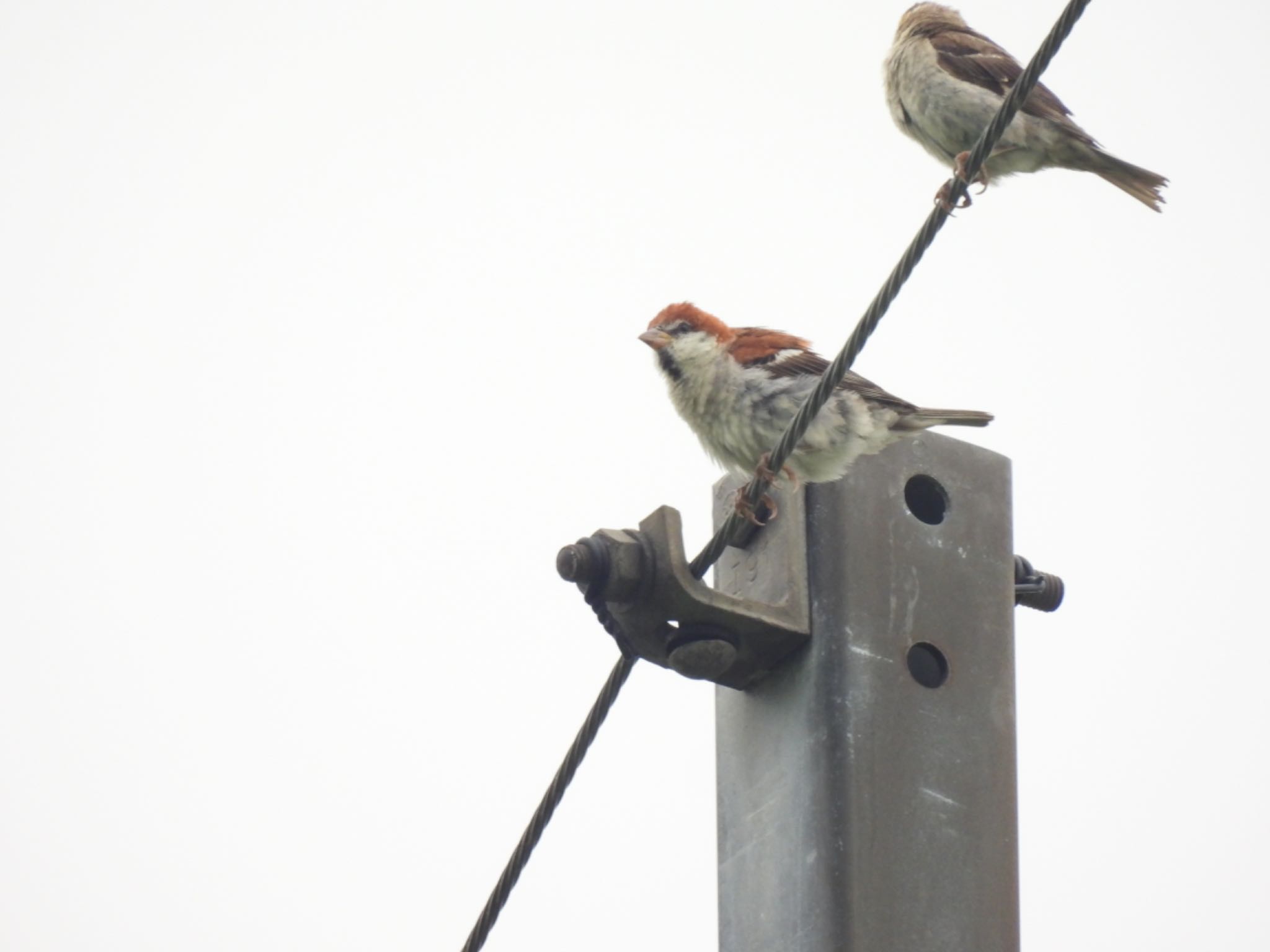 Russet Sparrow