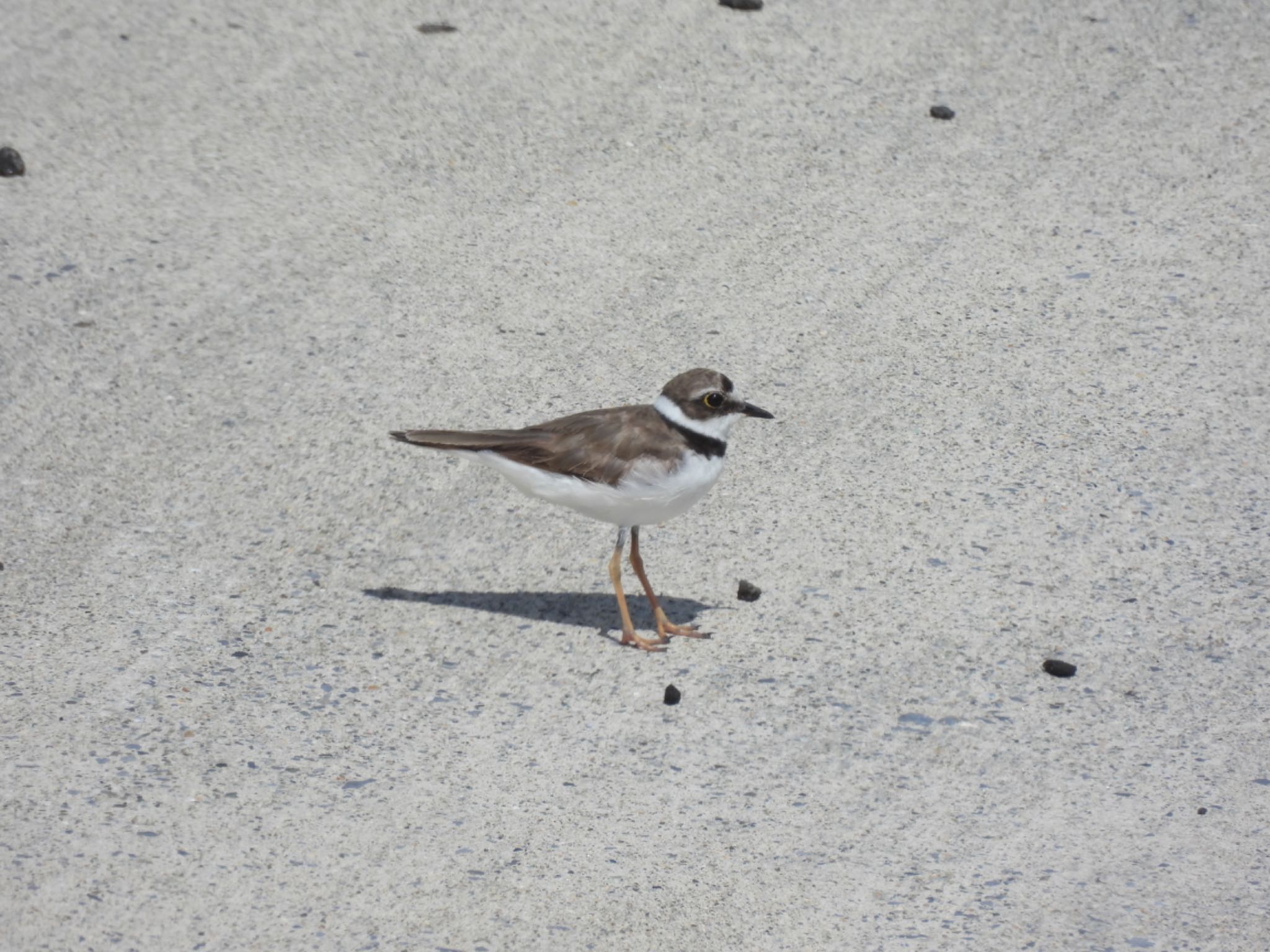 Photo of Little Ringed Plover at 大潟草原 by unko