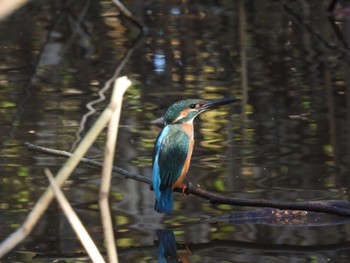 Common Kingfisher 大潟草原 Mon, 5/23/2022