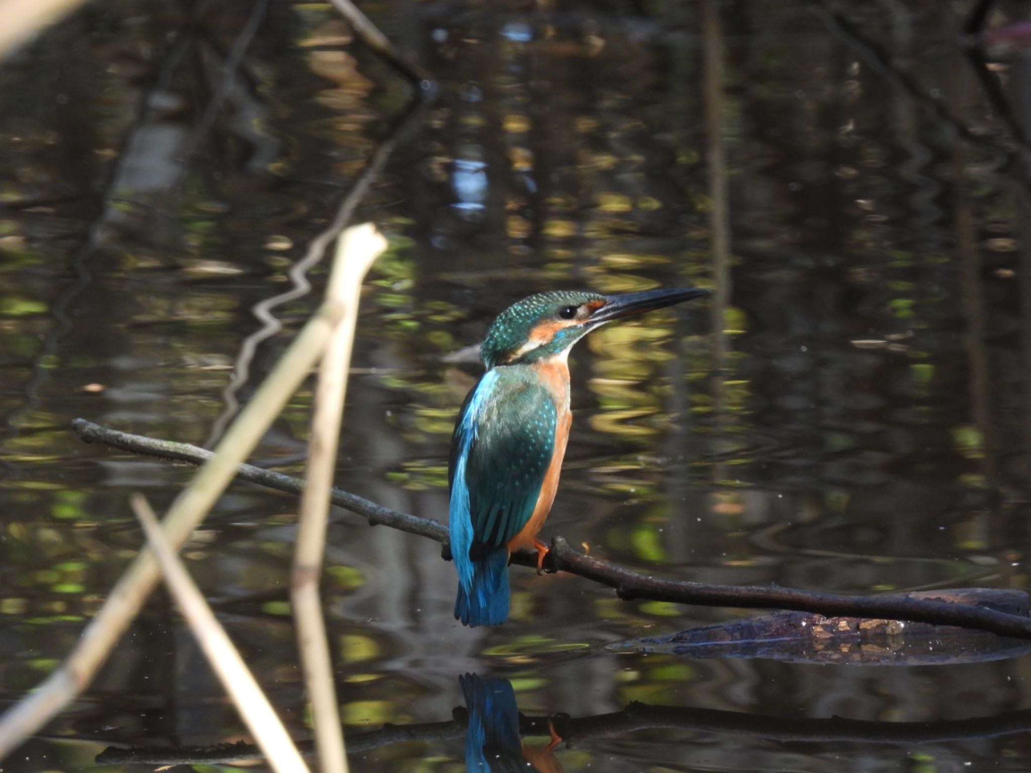 Photo of Common Kingfisher at 大潟草原 by unko