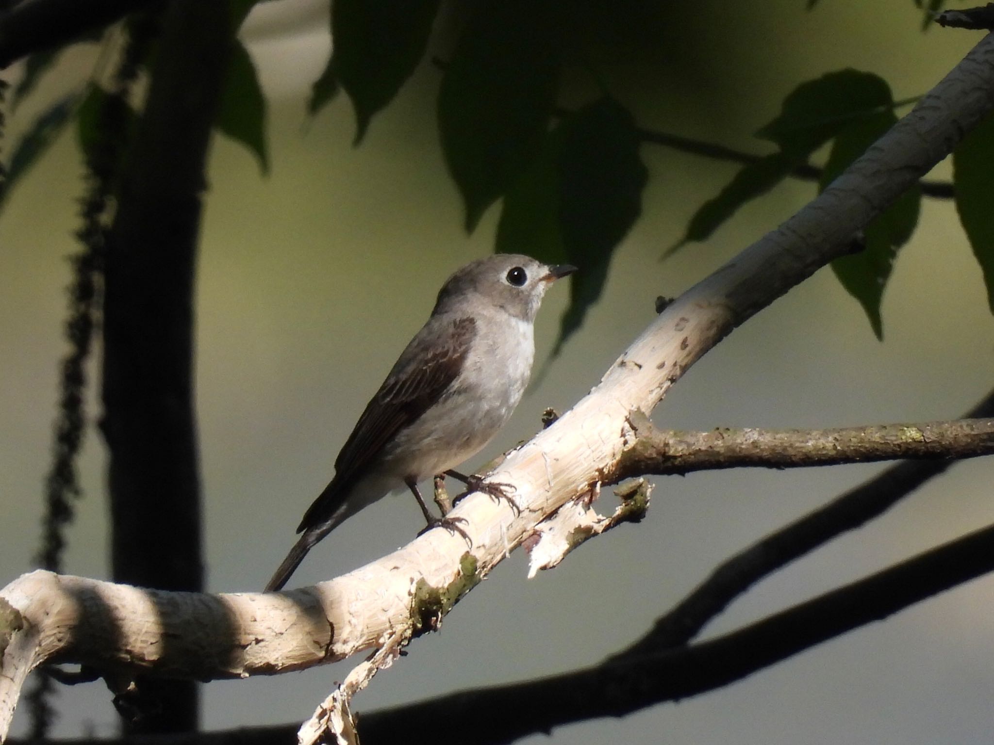 Photo of Asian Brown Flycatcher at 大潟草原 by unko