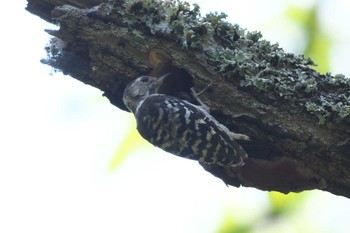 Japanese Pygmy Woodpecker Moritogawa Sat, 7/22/2023