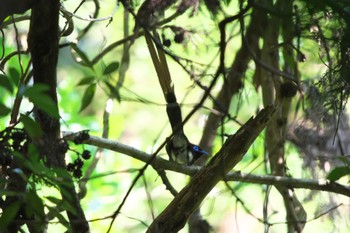 Black Paradise Flycatcher Moritogawa Sat, 7/22/2023