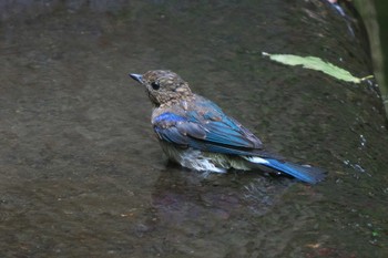 Blue-and-white Flycatcher Moritogawa Sat, 7/22/2023