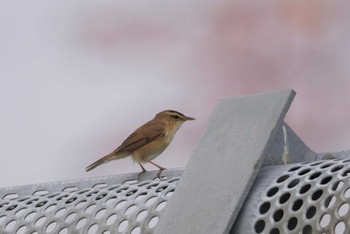 Black-browed Reed Warbler 石狩川河口 Sun, 6/11/2023