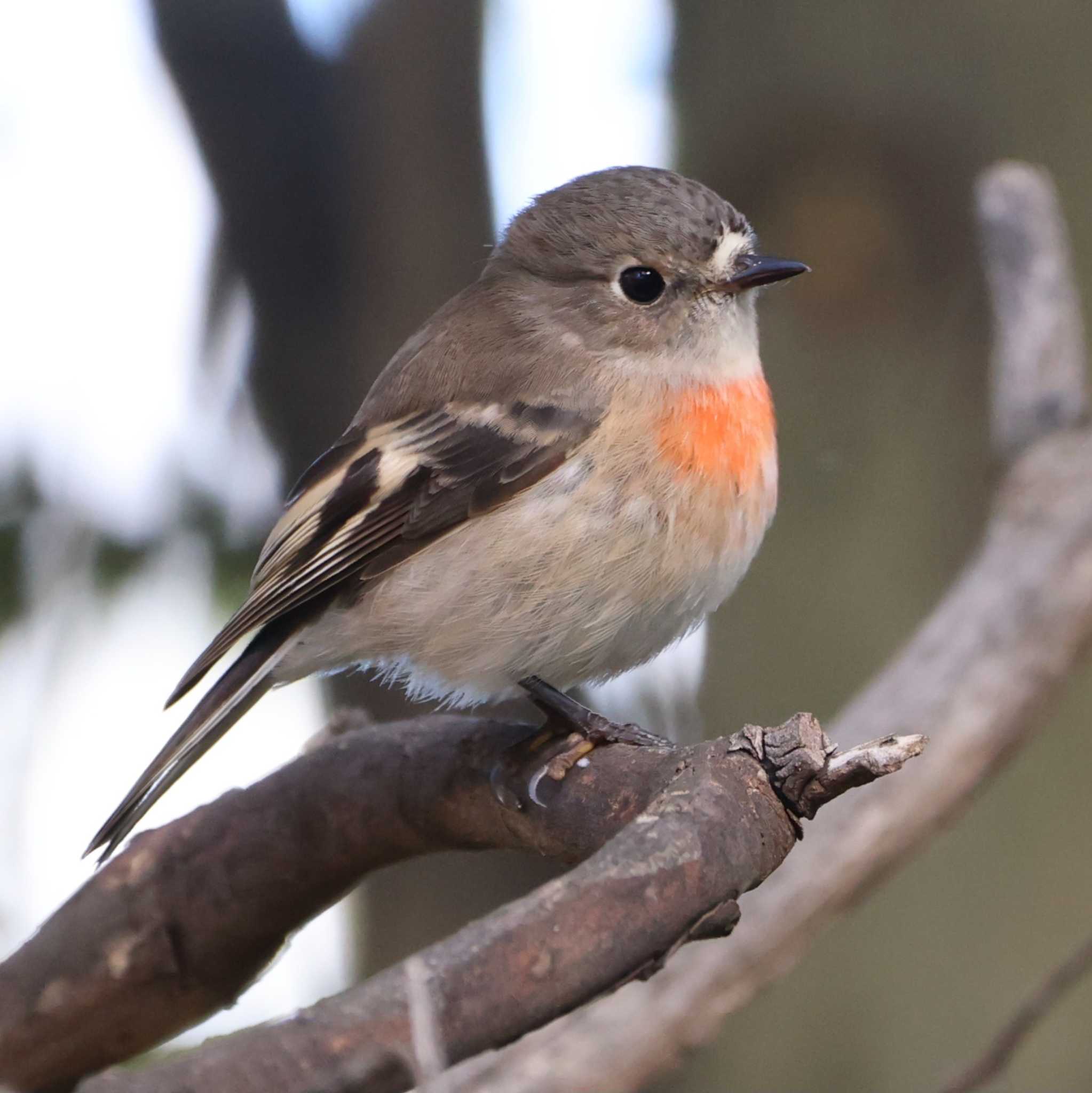 Photo of Scarlet Robin at  by Mororo