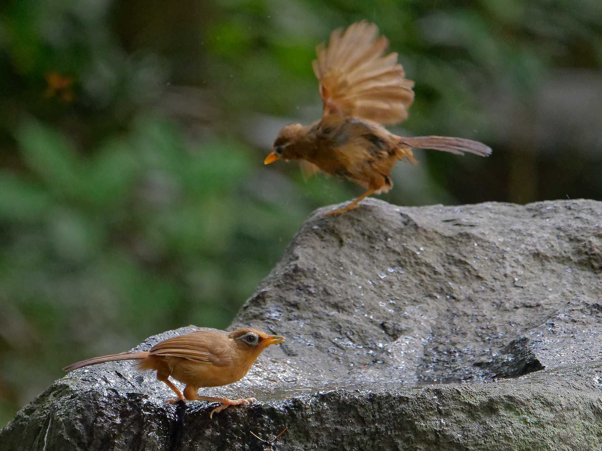 横浜市立金沢自然公園 ガビチョウの写真