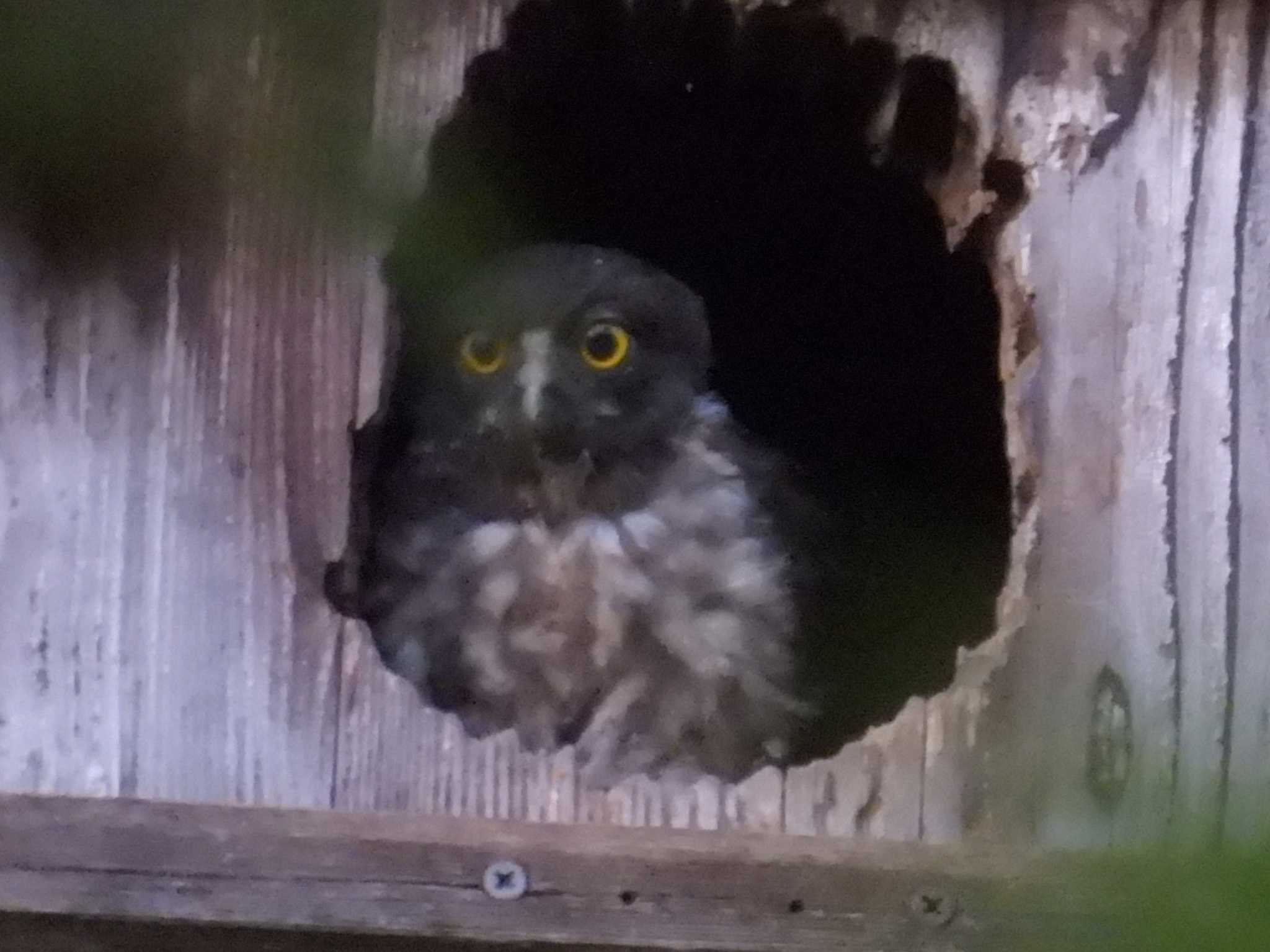 京都御苑 アオバズクの写真