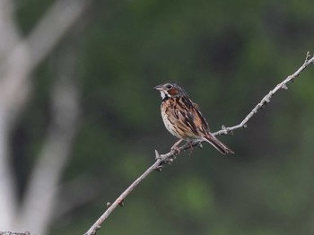 Chestnut-eared Bunting 八島湿原(八島ヶ原湿原) Mon, 7/17/2023