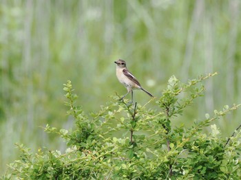 Amur Stonechat 八島湿原(八島ヶ原湿原) Mon, 7/17/2023