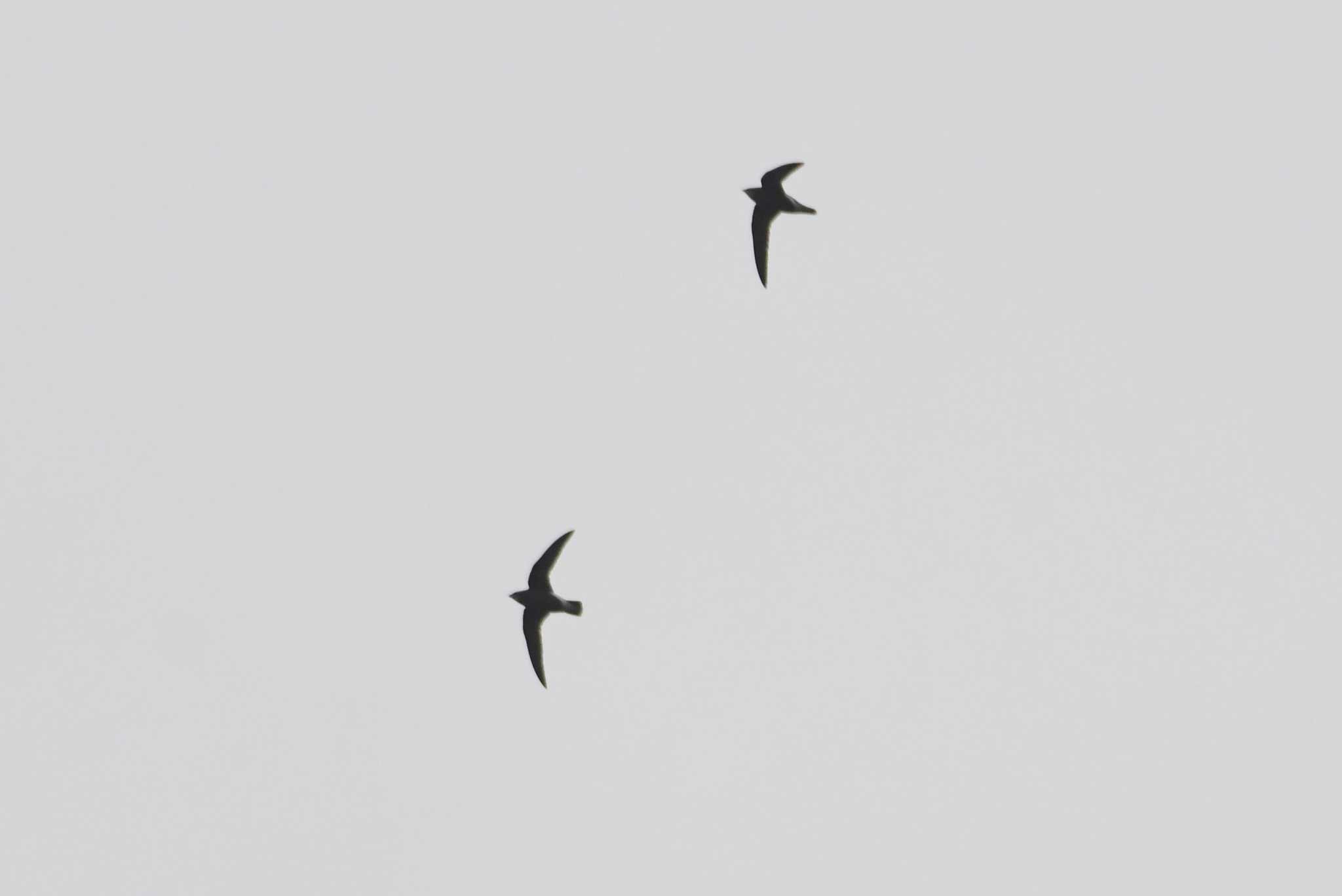 Silver-backed Needletail