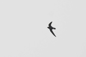 Silver-backed Needletail Phia Oac National Park Wed, 5/3/2023