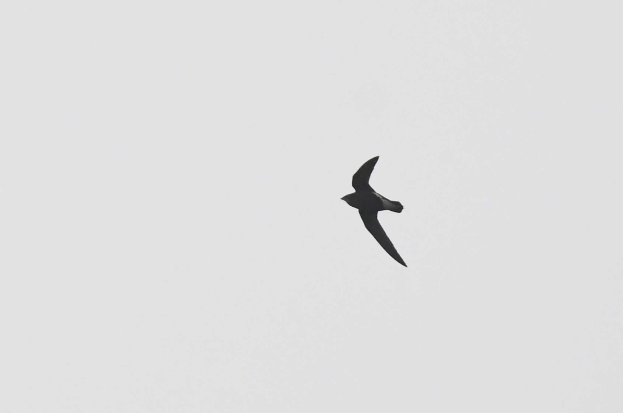 Silver-backed Needletail