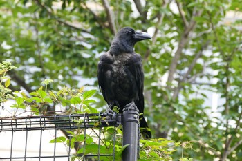 Large-billed Crow 東京都 Fri, 7/21/2023