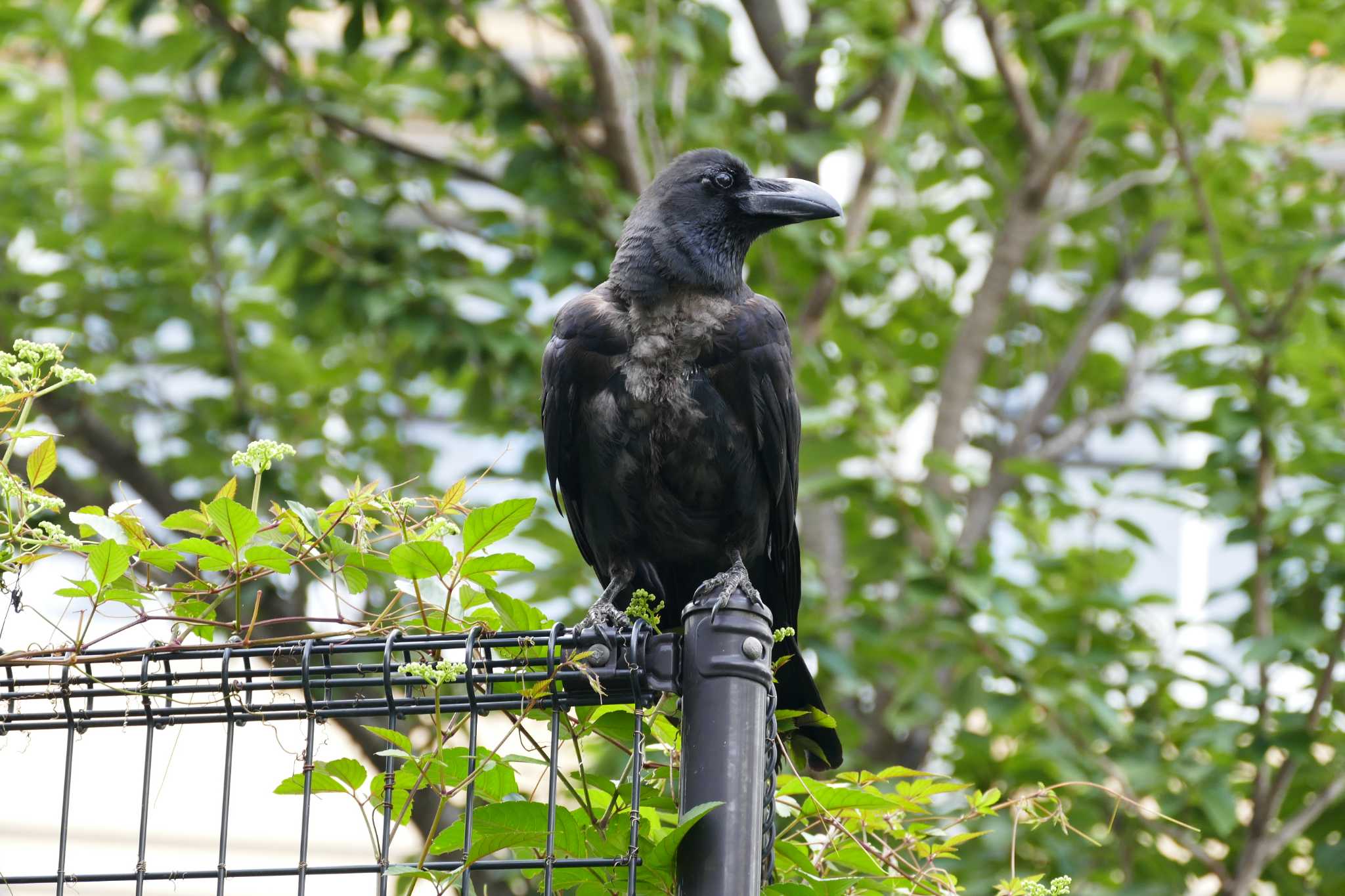 Photo of Large-billed Crow at 東京都 by アカウント5509