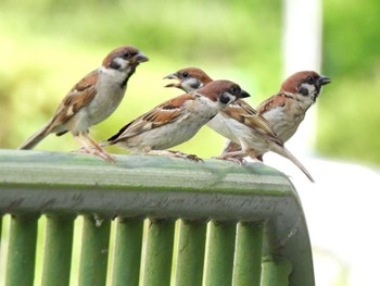 Eurasian Tree Sparrow 各務原市内 Sat, 7/22/2023