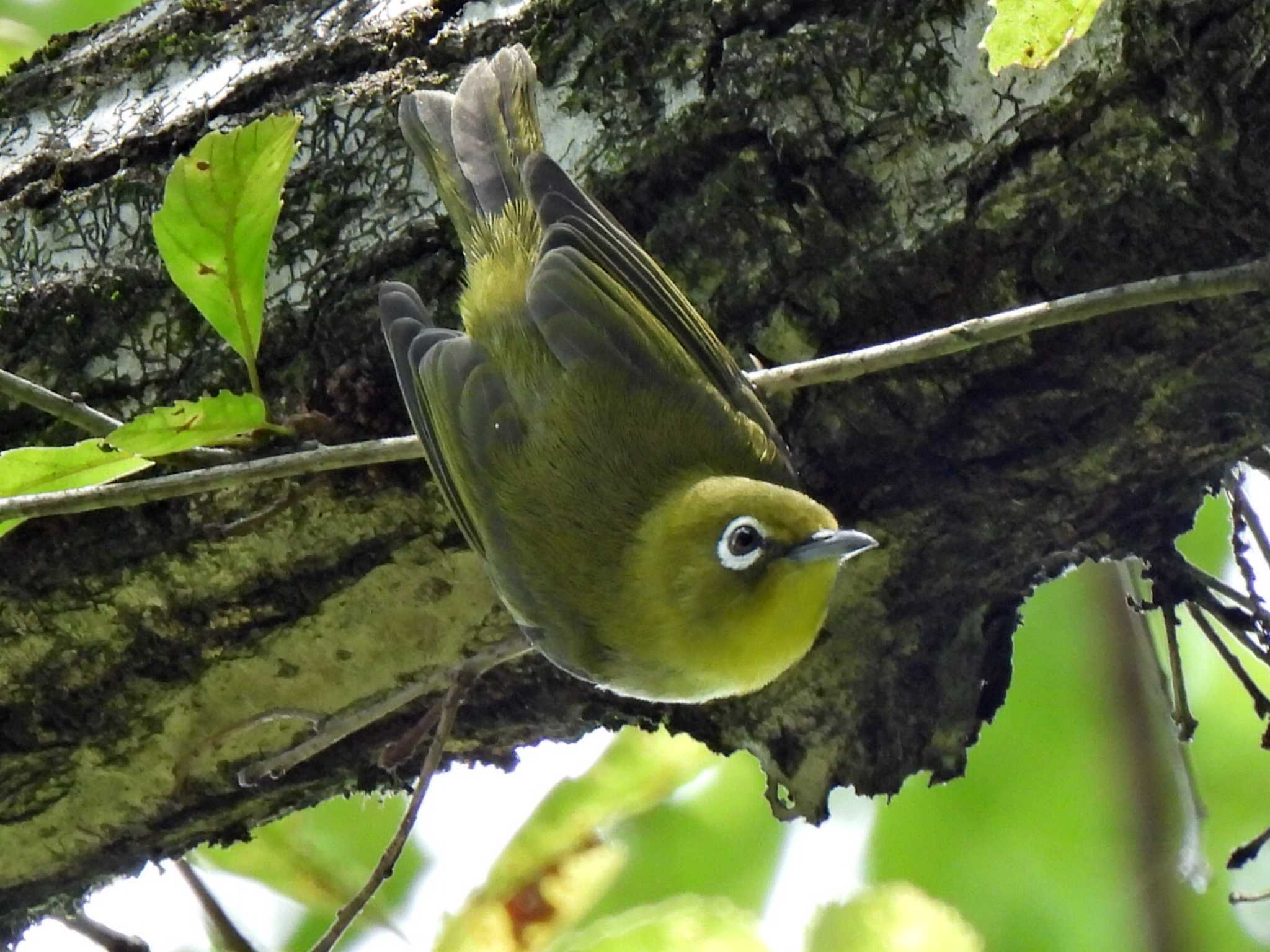 Photo of Warbling White-eye at 日本ラインうぬまの森 by 寅次郎