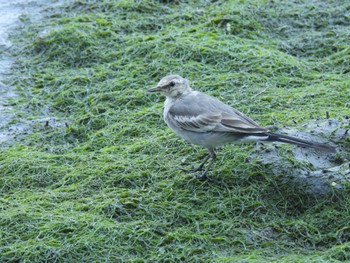 ハクセキレイ 東京港野鳥公園 2023年7月22日(土)